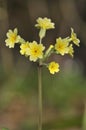 False Oxlip - Primula x polyantha Royalty Free Stock Photo