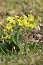 False Oxlip - Primula x polyantha