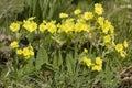 False Oxlip - Primula x polyantha Royalty Free Stock Photo