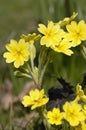 False Oxlip Royalty Free Stock Photo