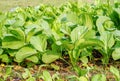 False Pak Choi