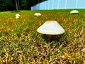 false parasol mushroom in the grass Royalty Free Stock Photo