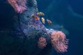 False Percula Ocellaris Clownfish with red anemone coral and dark black background Royalty Free Stock Photo