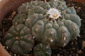 False peyote Lophophora diffusa: non psychoactive plant, endemic to Mexico