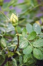 False powdery mildew on a rose bush Royalty Free Stock Photo