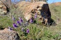 False Purple Thistle wichita mountains wildlife refuge Oklahoma Royalty Free Stock Photo