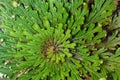 False rose of Jericho plant, Selaginella lepidophylla