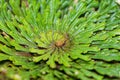 False rose of Jericho plant, Selaginella lepidophylla