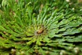 False rose of Jericho plant, Selaginella lepidophylla