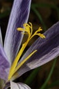 False saffron or special color crocus nudiflorus