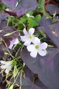 False shamrock (Oxalis triangularis) Royalty Free Stock Photo