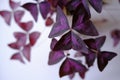 False shamrock plant on white background. Beautiful South American houseplant. Oxalis triangularis plant with deep maroon trifolia