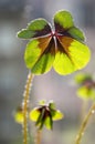 False shamrocks, four-leaf clover, lucky clover, lucky leaf in backlight