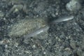 False Sleeper goby Amblygobius nocturnus