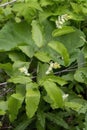 The false Solomon`s seal Maianthemum racemosum Royalty Free Stock Photo