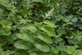 The false Solomon`s seal Maianthemum racemosum