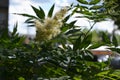 False spirea Sorbaria sorbifolia in urban yard. City greening Royalty Free Stock Photo