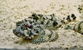 False Stonefish Scorpaenopsis Diabolus Royalty Free Stock Photo