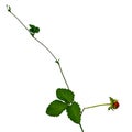 False strawberry stalk with red berry, green leaves and tendril, isolated on white background Royalty Free Stock Photo