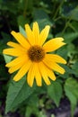 False Sunflower