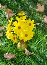 False Sunflower (Heliopsis helianthoides) in a vase