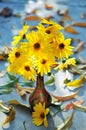 False Sunflower (Heliopsis helianthoides) in a vase