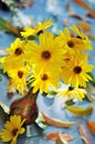 False Sunflower (Heliopsis helianthoides) in a vase