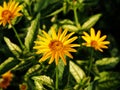 False sunflower, rough oxeye - Heliopsis helianthoides 'Loraine Sunshine'