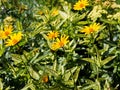 False sunflower, rough oxeye - Heliopsis helianthoides 'Loraine Sunshine'