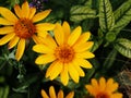 False sunflower, rough oxeye - Heliopsis helianthoides 'Loraine Sunshine'