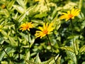 False sunflower, rough oxeye - Heliopsis helianthoides 'Loraine Sunshine'