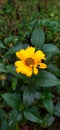 False Sunflower in the sun. Heliopsis flowers closeup in sunny summer day. Bright sunny flower, yellow, Royalty Free Stock Photo