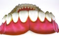 False teeth