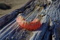False teeth at the beach Royalty Free Stock Photo