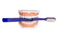 False teeth holding a blue toothbrush Royalty Free Stock Photo