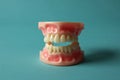 False teeth and jaw