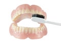 False teeth with tooth brush in white background Royalty Free Stock Photo