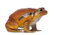 False Tomato Frog, Dyscophus guineti Royalty Free Stock Photo