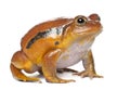 False Tomato Frog, Dyscophus guineti