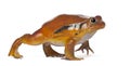 False Tomato Frog, Dyscophus guineti Royalty Free Stock Photo