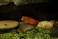 The False tomato frog Dyscophus guineti. Royalty Free Stock Photo