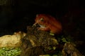 False tomato frog Dyscophus guineti. Royalty Free Stock Photo