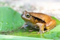 False Tomato Frog, Dyscophus Guineti, Madagascar wildlife