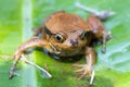 False Tomato Frog, Dyscophus Guineti, Madagascar wildlife Royalty Free Stock Photo