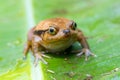 False Tomato Frog, Dyscophus Guineti, Madagascar wildlife Royalty Free Stock Photo