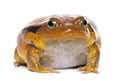 False Tomato Frog, Dyscophus guineti, portrait Royalty Free Stock Photo