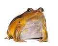 False Tomato Frog, Dyscophus guineti, portrait Royalty Free Stock Photo