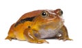 False Tomato Frog, Dyscophus guineti, portrait