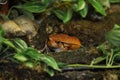 False tomato frog, Dyscophus guineti. When threatened, the tomato frog inflates its body. The wild nature of Madagascar. Royalty Free Stock Photo