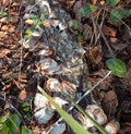 False Turkey Tail on Downed Log